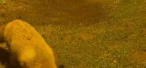 Her gün çiftliğine gelen tilkiyi besliyor