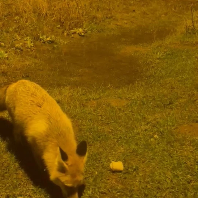 Her gün çiftliğine gelen tilkiyi besliyor