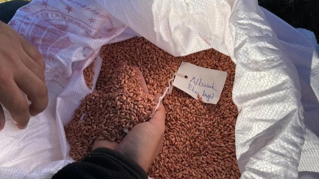 Kırklareli'nde yerli buğday tohum çeşitleri toprakla buluşturuldu