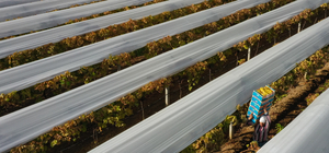 Manisa'da üzüm hasadı kış koşullarında da sürüyor