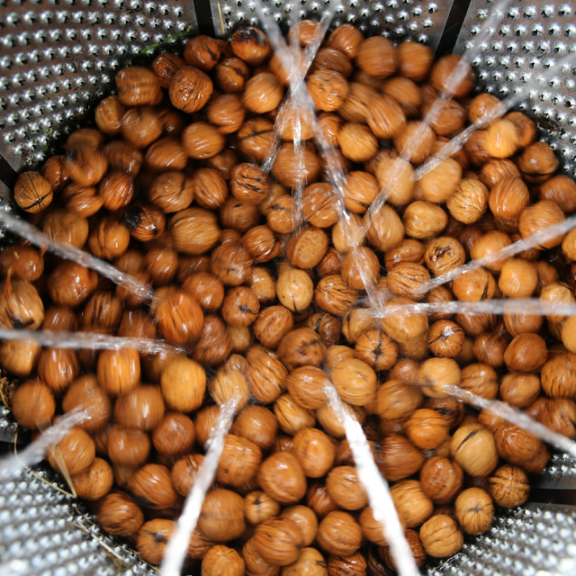 Bitlis'te ceviz üretiminden ekonomiye 700 milyon lira katkı sağlanması bekl...