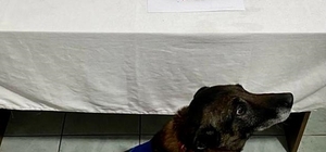 Ardahan'da uyuşturucu operasyonunda 2 zanlı yakalandı