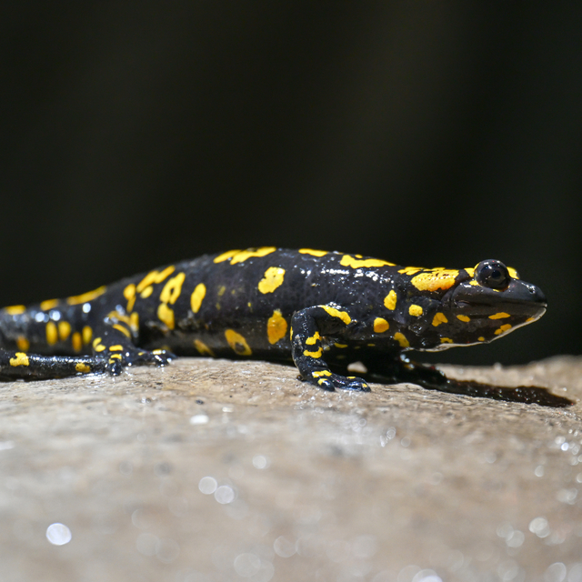 DOSYA HABER/TÜRKİYE'NİN MAĞARALARI - Van'daki mağaralar doğaseverlerin ve a...