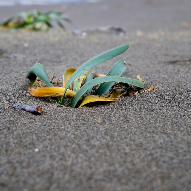 Sakarya'da kuvvetli rüzgar koruma altındaki kum zambaklarına da zarar verdi