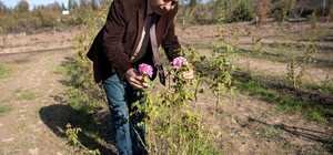 Tarihte gül bahçeleriyle ünlü Edirne'de gül üretiminin artırılması hedeflen...