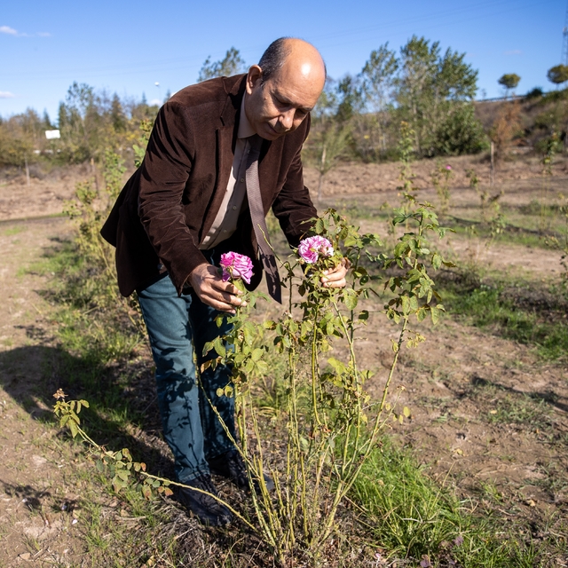 Tarihte gül bahçeleriyle ünlü Edirne'de gül üretiminin artırılması hedeflen...
