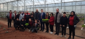 Sarıcakaya'da topraksız yetiştirilen marullar hasat edildi