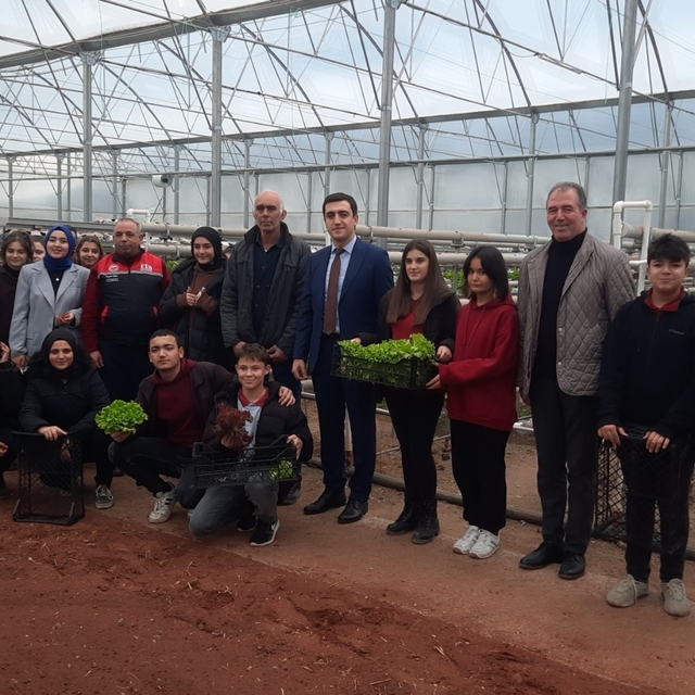 Sarıcakaya'da topraksız yetiştirilen marullar hasat edildi