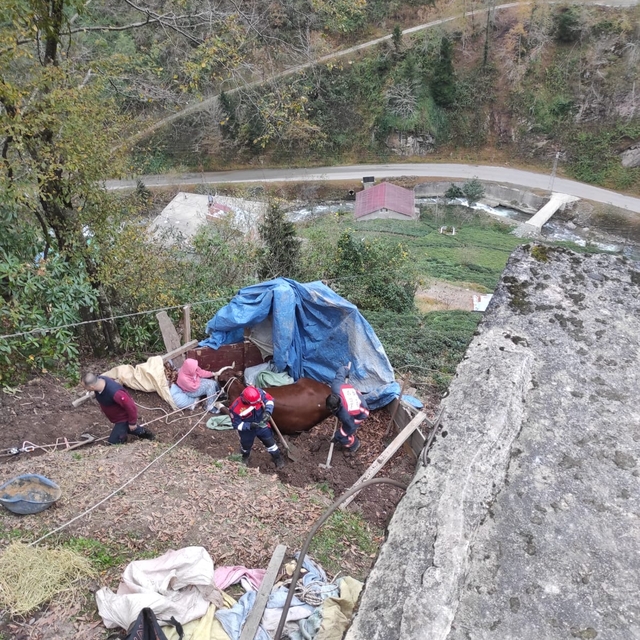 Trabzon'da yamaçtan yuvarlanan inek itfaiye ekiplerince kurtarıldı