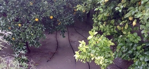 Muğla'da sağanak etkili oldu