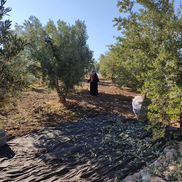 İslahiye'de 18 bin 700 dekarlık alanda zeytin hasadı yapılıyor