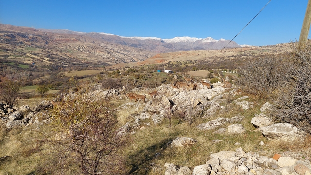 Tunceli'de koruma altındaki yaban keçileri yerleşim yerine indi