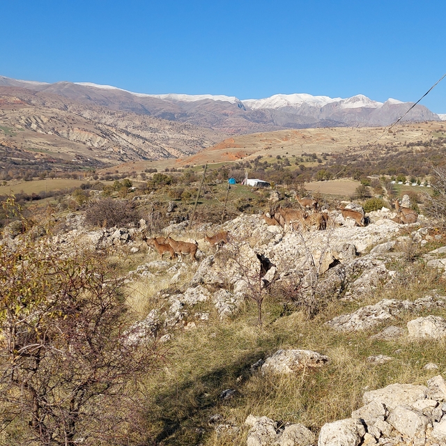 Tunceli'de koruma altındaki yaban keçileri yerleşim yerine indi