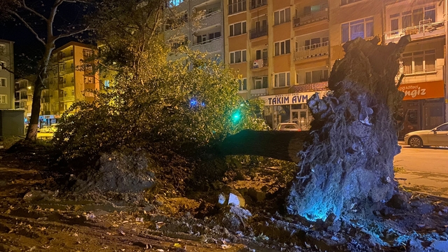 İnegöl'de lodos nedeniyle asırlık çınarlar, caddeye devrildi