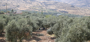 Asırlık ağaçlarda yetişen Derik zeytini soğuk sıkımla tescilli yağa dönüştürülüyor