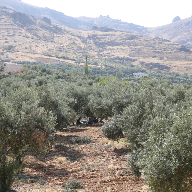 Asırlık ağaçlarda yetişen Derik zeytini soğuk sıkımla tescilli yağa dönüştü...