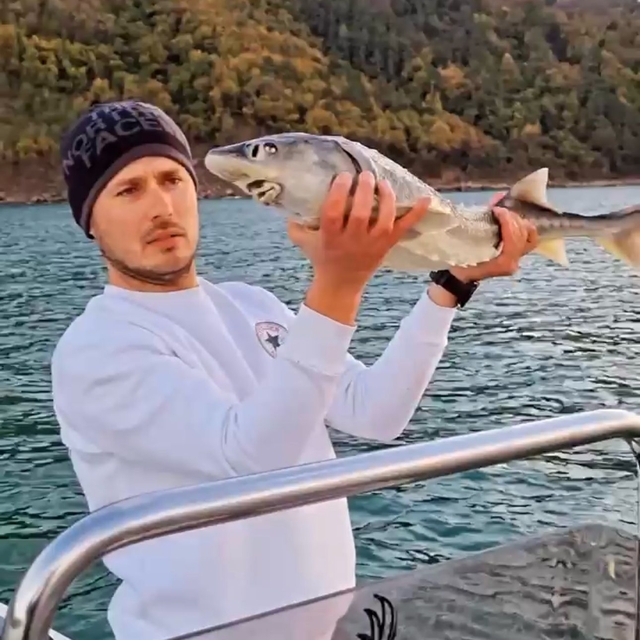 Nesli tükenme tehlikesi altında olan mersin balığını yakalayıp, denize sald...