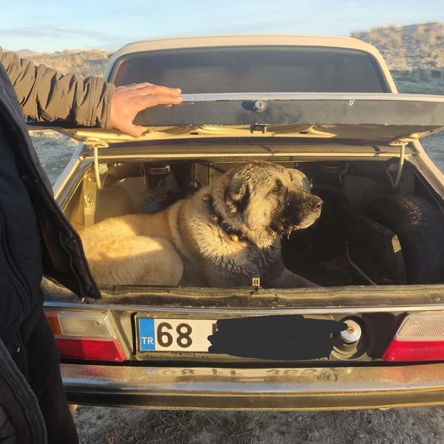 Kayseri'de köpek dövüştüren 37 kişiye 150 bin 35 lira ceza uygulandı