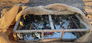 Adana'da saka kuşu avlayan kişiye 40 bin 816 lira ceza kesildi