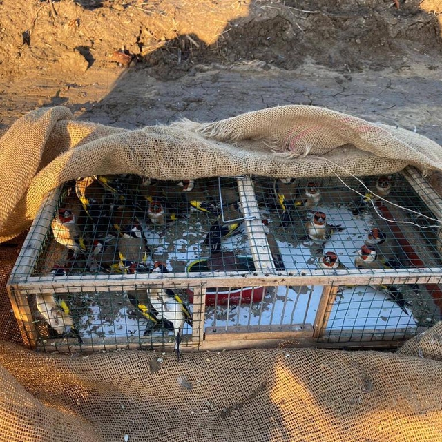 Adana'da saka kuşu avlayan kişiye 40 bin 816 lira ceza kesildi