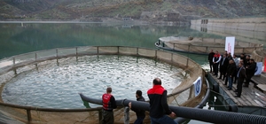 Şırnak'ta İnceler Baraj Gölü'ne 75 bin yavru balık bırakıldı