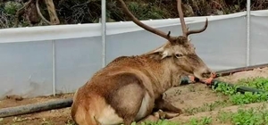 Eskişehir'de roka üretilen seraya giren geyik görüntülendi