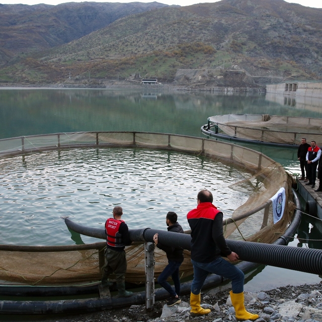Şırnak'ta İnceler Baraj Gölü'ne 75 bin yavru balık bırakıldı