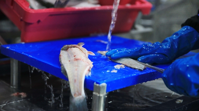 Muğla'dan 11 ayda 700 milyon dolarlık balık ihracatı yapıldı