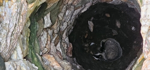 Çanakkale'de 7 metrelik kuyuya düşen porsuk, kurtarıldı