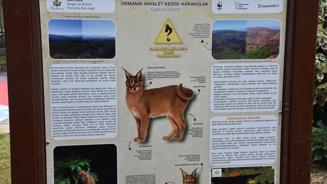 Marmaris ve Datça'da karakulaklara ilişkin bilgilendirme tabelaları dikildi