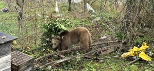 Bartın'da kapana yakalanan bozayı kurtarıldı