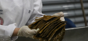 Siirt'te kadın kooperatifince kurulan salamura yaprak tesisinin açılışı yap...