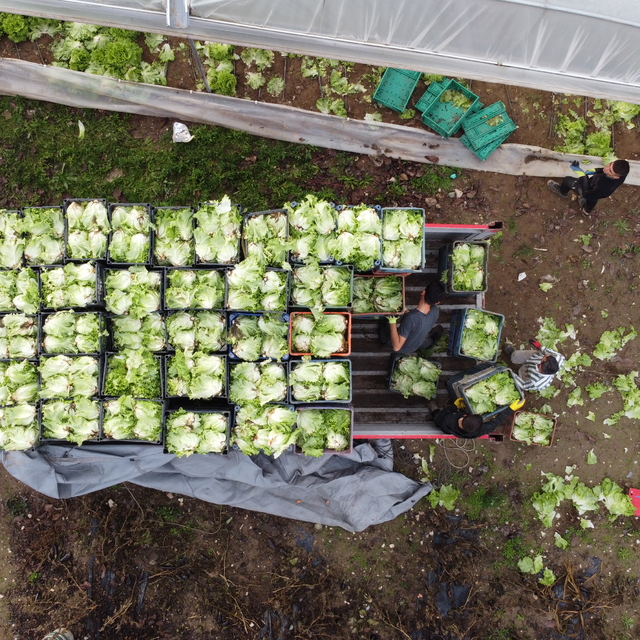 Sakarya Havzası'ndaki tarla ve seralarda marul hasadı başladı