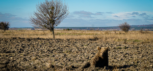 Kütahya'da yaralı bulunan ayı yavrusu tedavi altına alındı