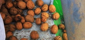 Muğla'da günlük 3 ton ceviz işleme kapasitesine sahip tesis kuruldu