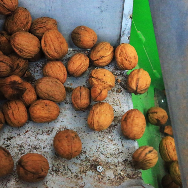 Muğla'da günlük 3 ton ceviz işleme kapasitesine sahip tesis kuruldu