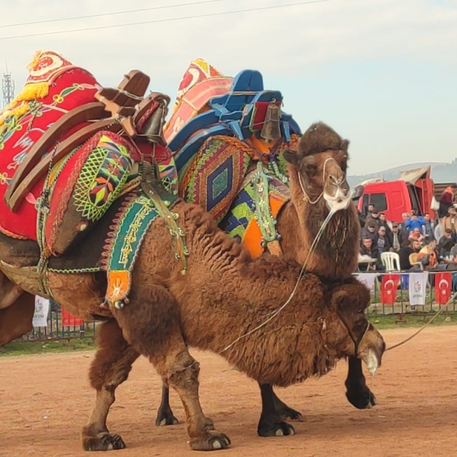Bayındır'da deve güreşi şenliği yapıldı