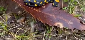 Siirt'te Anadolu benekli semenderi görüntülendi