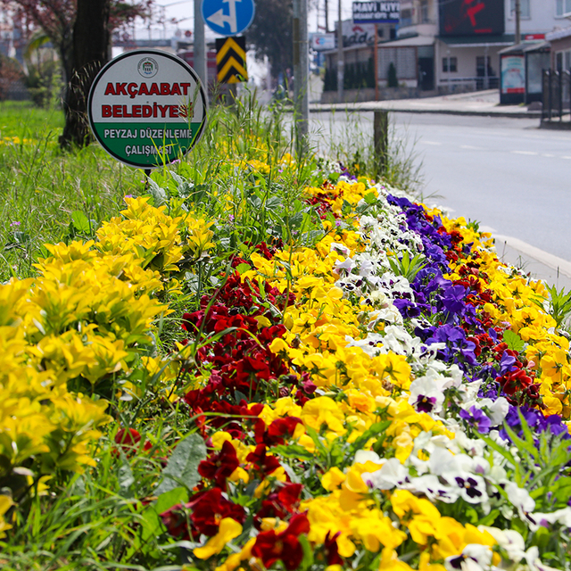 Akçaabat'ta belediye seralarında üretilen bitkiler ilçe sokaklarını süslüyo...