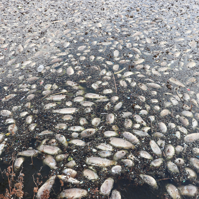 Gaziantep'te Kayacık Barajı'ndaki balık ölümleri araştırılıyor