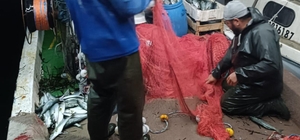 Gelibolu'dan tekneyle denize açılan balıkçılar yaklaşık 1500 lüfer avladı