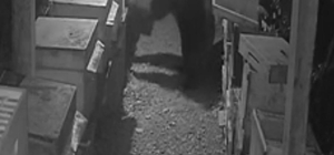 Bozayı ve yavrusunun arı kovanlarını parçaladığı anlar kamerada