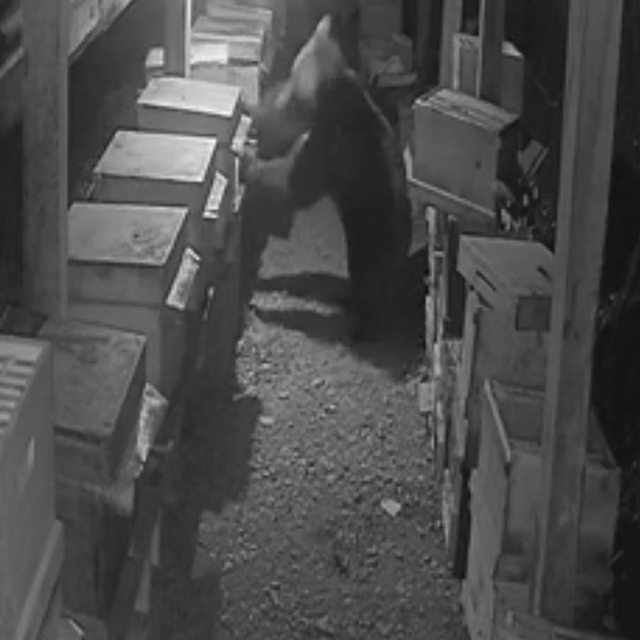 Bozayı ve yavrusunun arı kovanlarını parçaladığı anlar kamerada