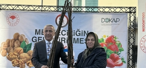 Samsun'da çiftçilere yüzde 80'i hibe olmak üzere 5 bin ceviz fidanı dağıtıl...