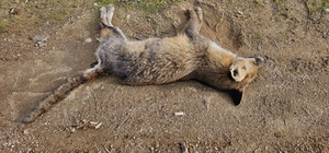 Aydın'da tilki ve köpeklerin zehirlendiği iddiası inceleniyor