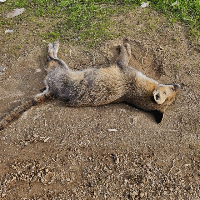 Aydın'da tilki ve köpeklerin zehirlendiği iddiası inceleniyor