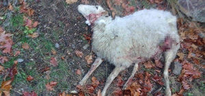 Manisa'da kurt saldırısında 4 koyun öldü