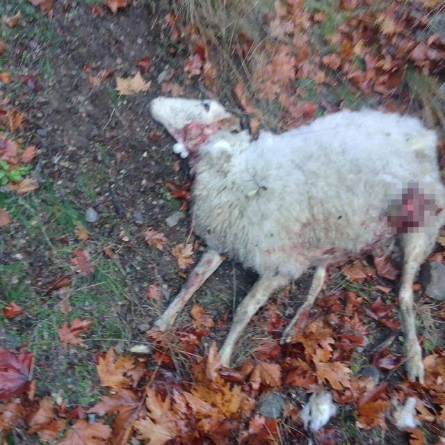 Manisa'da kurt saldırısında 4 koyun öldü