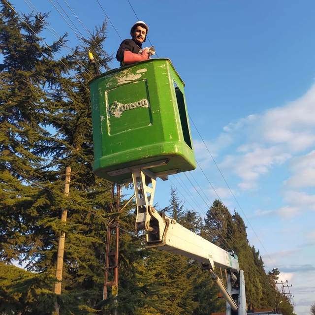 Amasya'da ağaçta mahsur kalan kediyi elektrik arıza ekibi kurtardı
