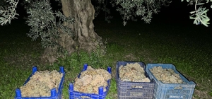 Bursa'da tarlalardan zeytin ve üzüm çalan 3 şüpheli yakalandı